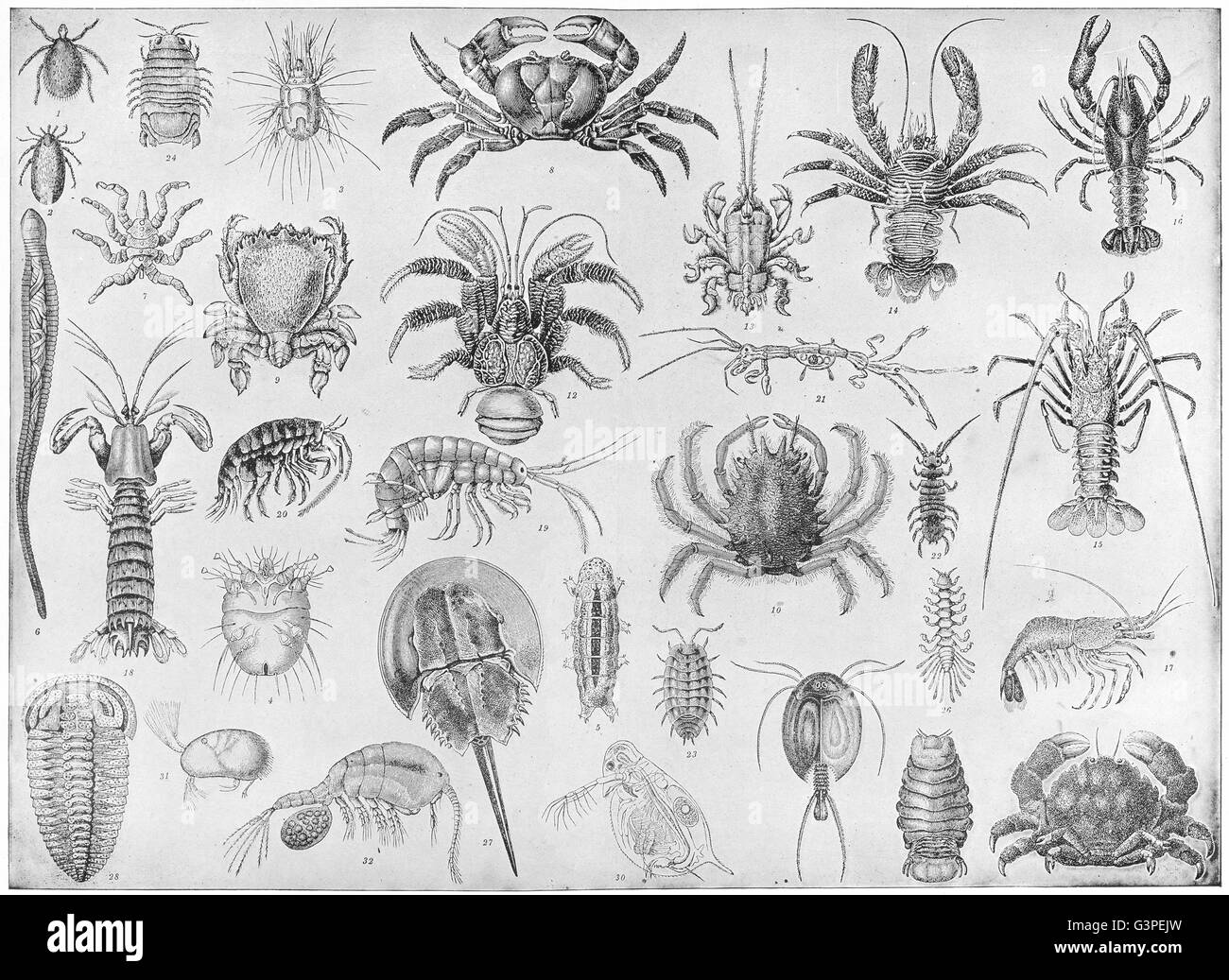 CRUSTACEA: Crab bug louse flea shrimp crayfish prawn lobster Ione Cypria, 1907 Stock Photo