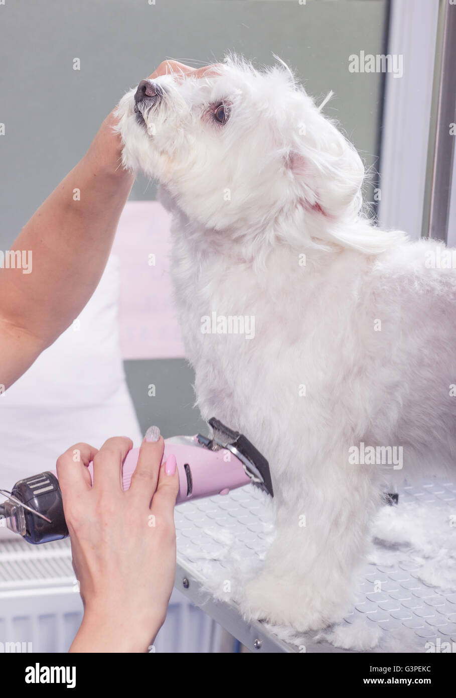 Snapshot of Curly Dog Clipper Reviews For Dematting