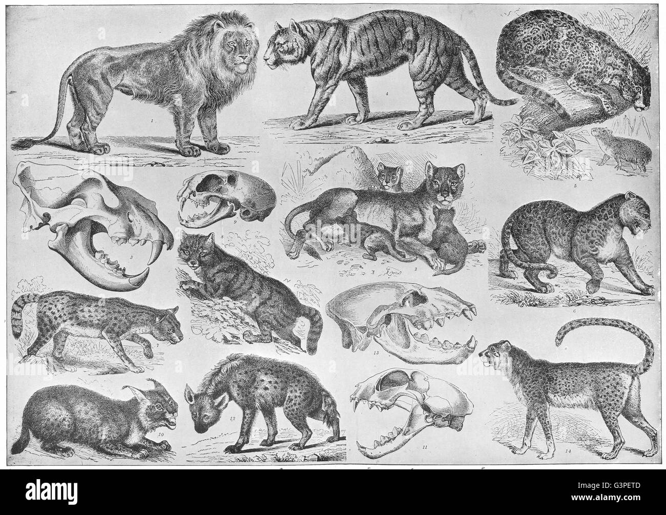 ANIMALS Lion skull Tiger Jaguar Leopard Serval Lynx Hyaena Cheetah