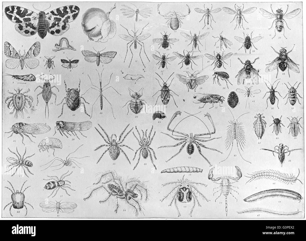 MYRIAPODA ARACHNIDA: Moth gnat fly bug flea cicada spider scorpion worm, 1907 Stock Photo