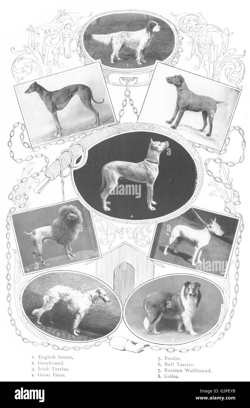 DOGS: Setter Greyhound Irish Bull Terrier Gt Dane Poodle Wolfhound Collie, 1907 Stock Photo