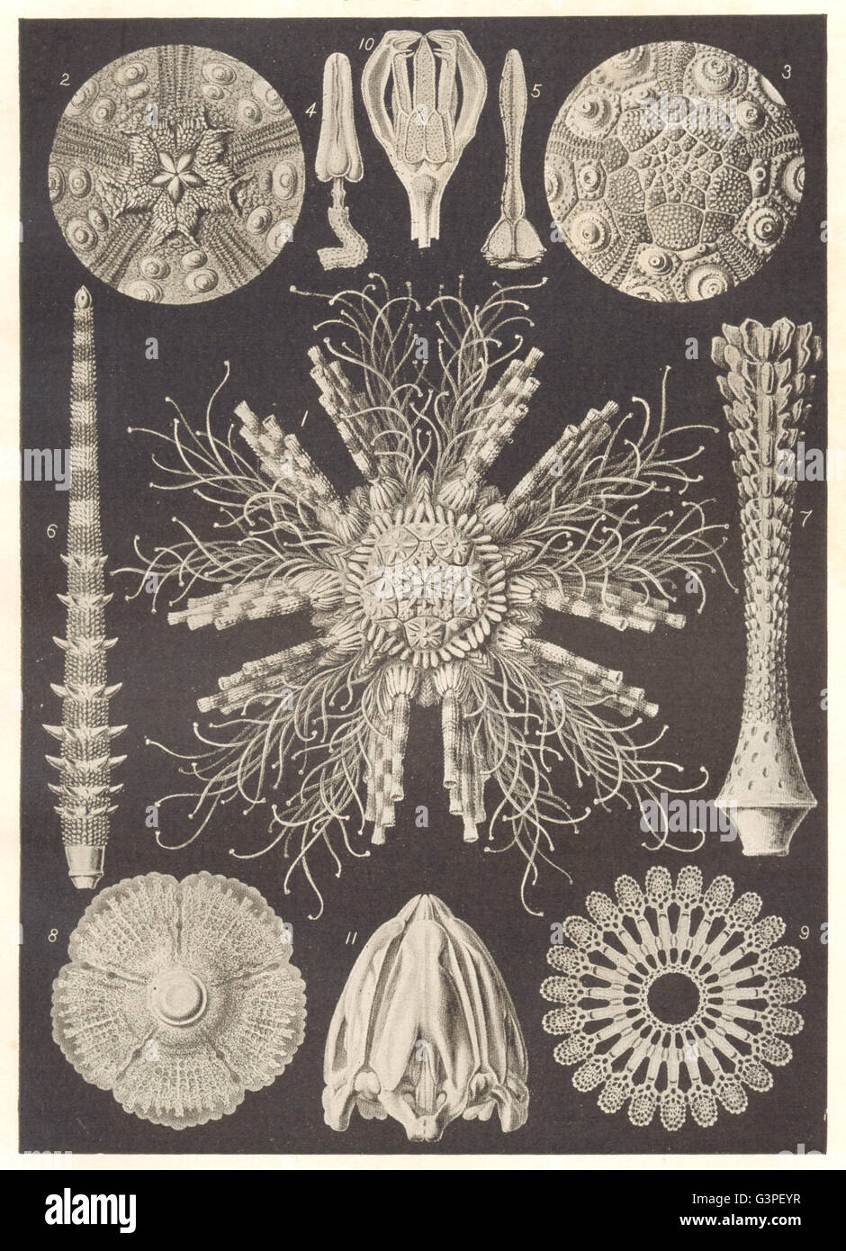 ECHINODERMS: Cidaris Tribuloides; baculosa; Dorocidaris papillata, print 1907 Stock Photo