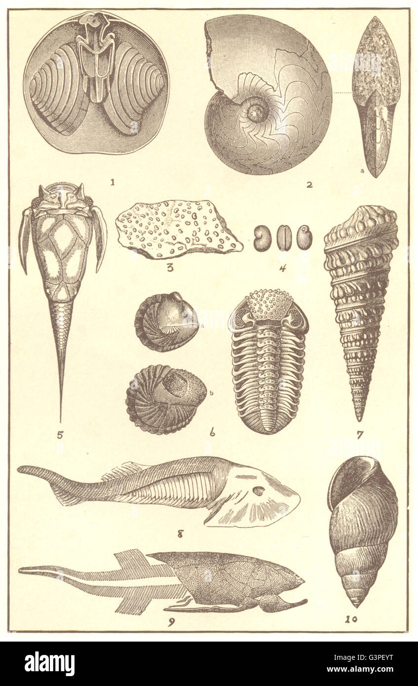 DEVONIAN FOSSIL: Brachiopod spiralia Ammonite Trilobite Gasteropod Mollusc, 1907 Stock Photo