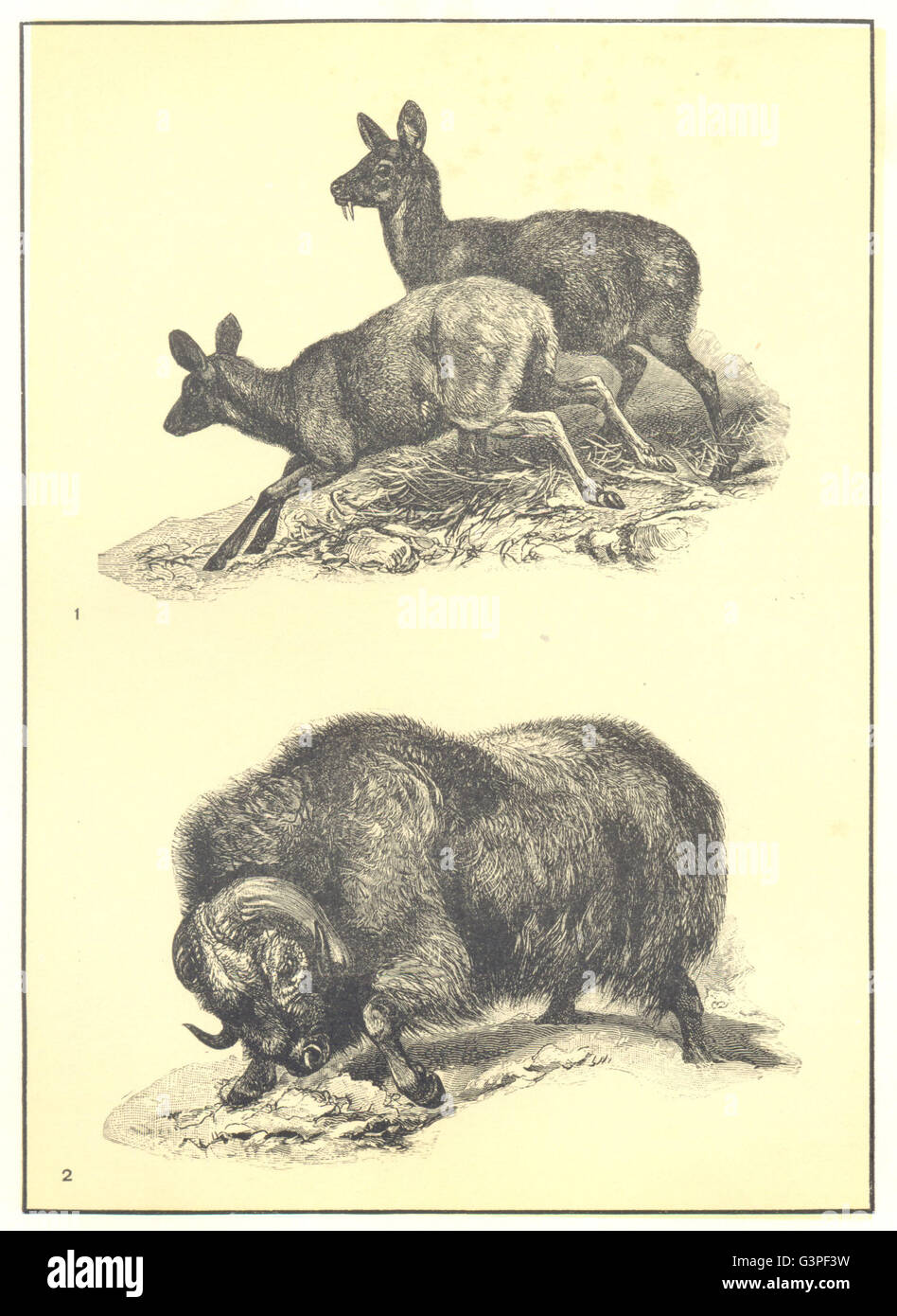 DEER: 1 Musk deer; 2 Musk Ox, antique print 1907 Stock Photo