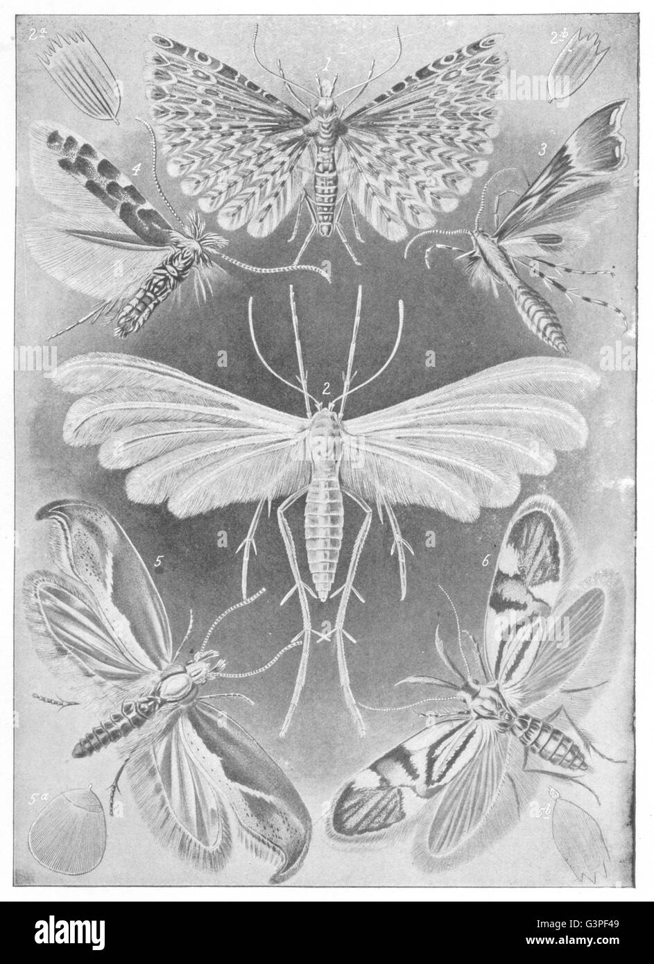 LEPIDOPTERA: Tineid, Feathered common Moths, antique print 1907 Stock Photo