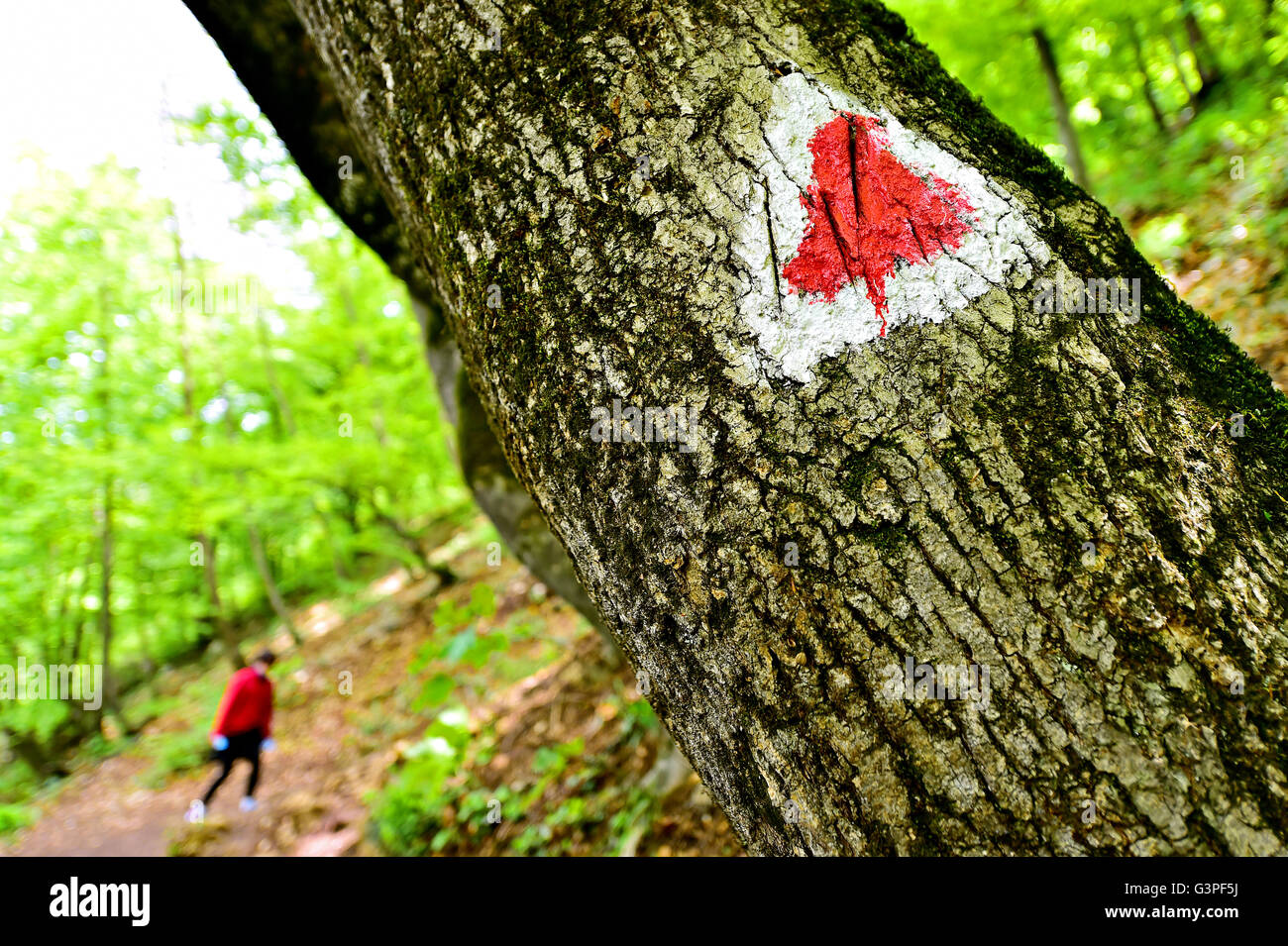 Hiking red triangle paint marking on a tree with hiker on the trail Stock Photo