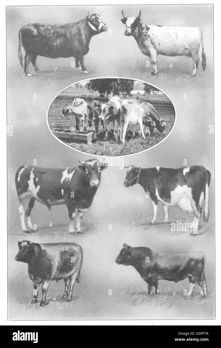 cow: Dexter Heifer Ayrshire Guernsey claves Holstein Shorthorn Jersey Bull, 1907 Stock Photo