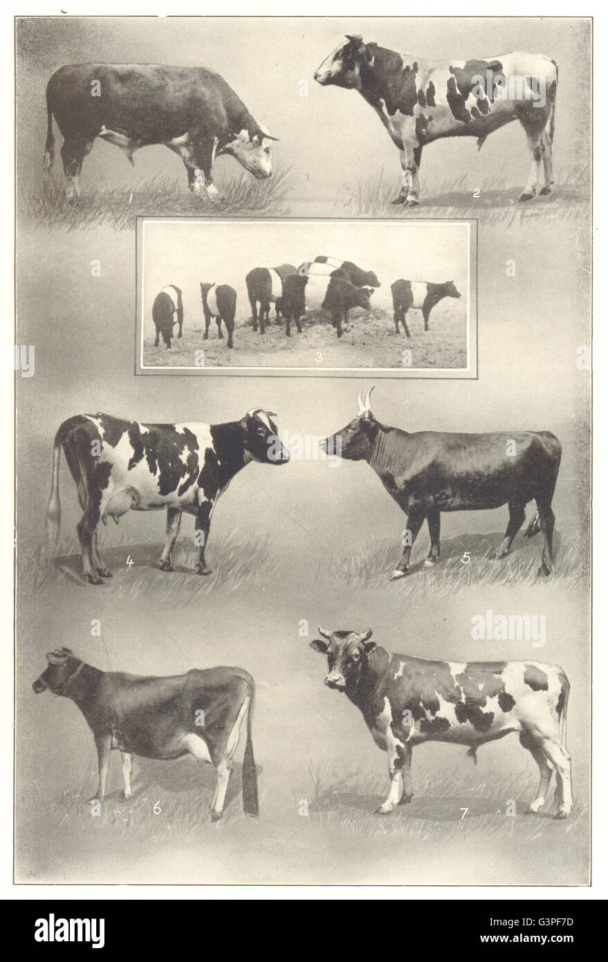 COWS Hereford; Holstein; Dutchbelted claves; Guernsey; Devon; Jersey, 1907 Stock Photo Alamy