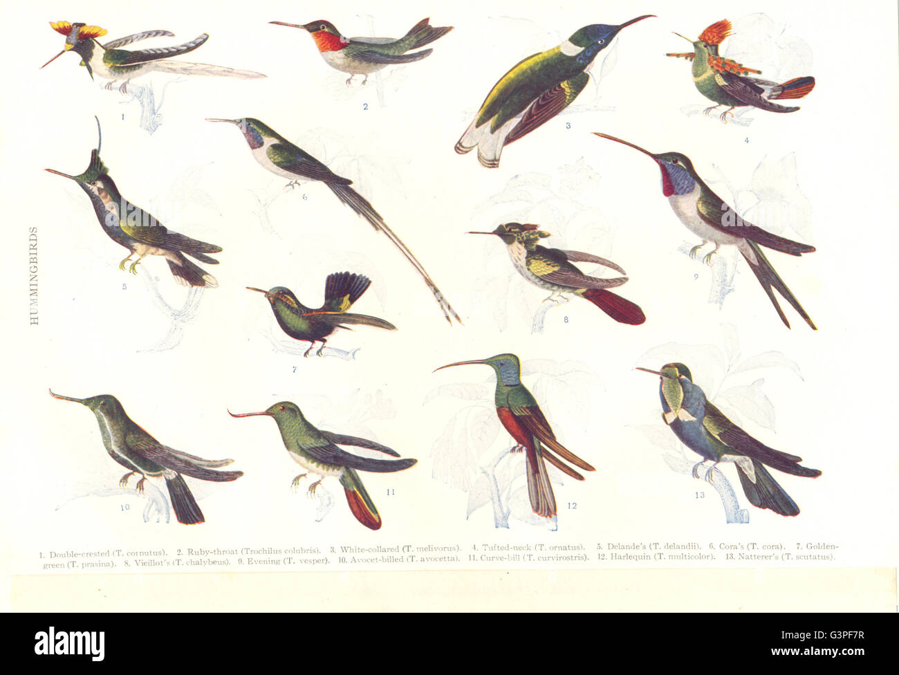 HUMMINGBIRD: Delande; Cora; Vieillot; Evening; Avocet; Harlequin; Natterer, 1907 Stock Photo