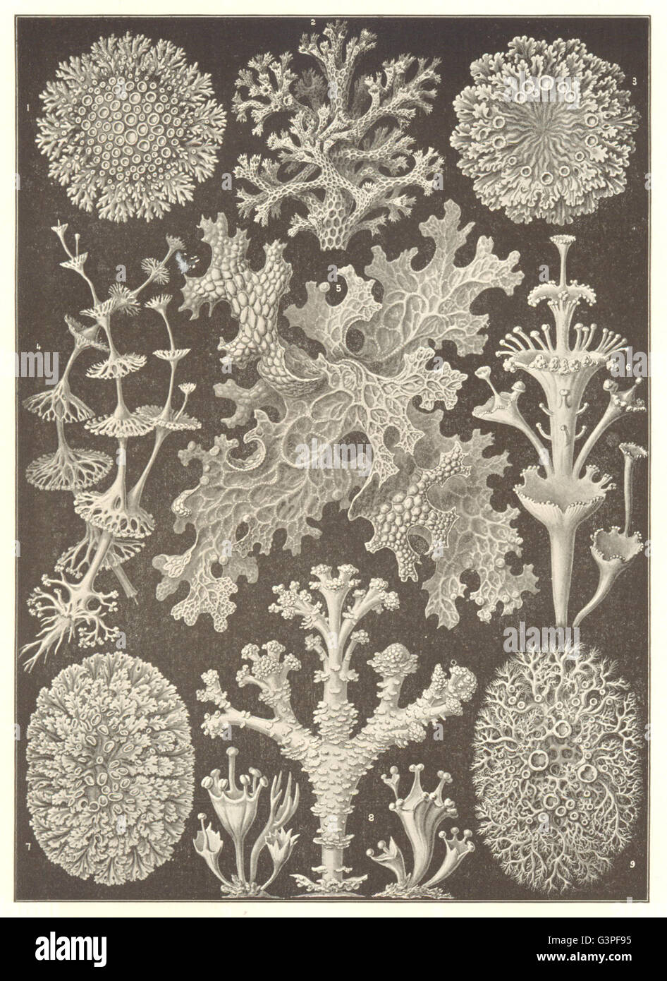 LICHENS: Parmelia steilaris Cladonia retipora olivacea perfoliata Sticta, 1907 Stock Photo