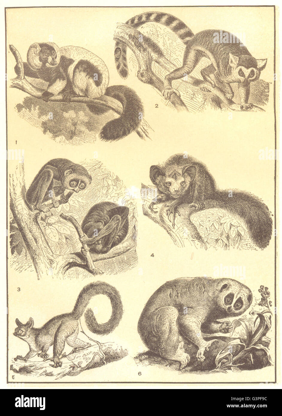 PRIMATES: Lemurs: Ruffed Ring-tailed Slender Loris Ayeaye Gt Galago Cmn, 1907 Stock Photo