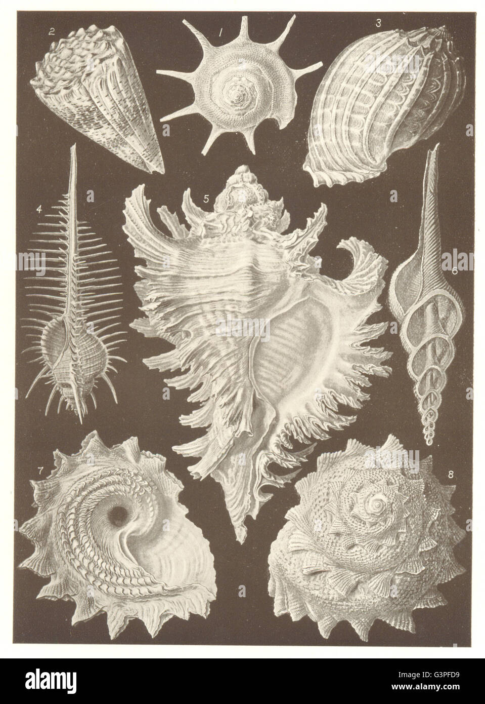 MUREX: Calcar Conus Harpa ventricosa tenuispinus inflatus Fusus longicauda, 1907 Stock Photo