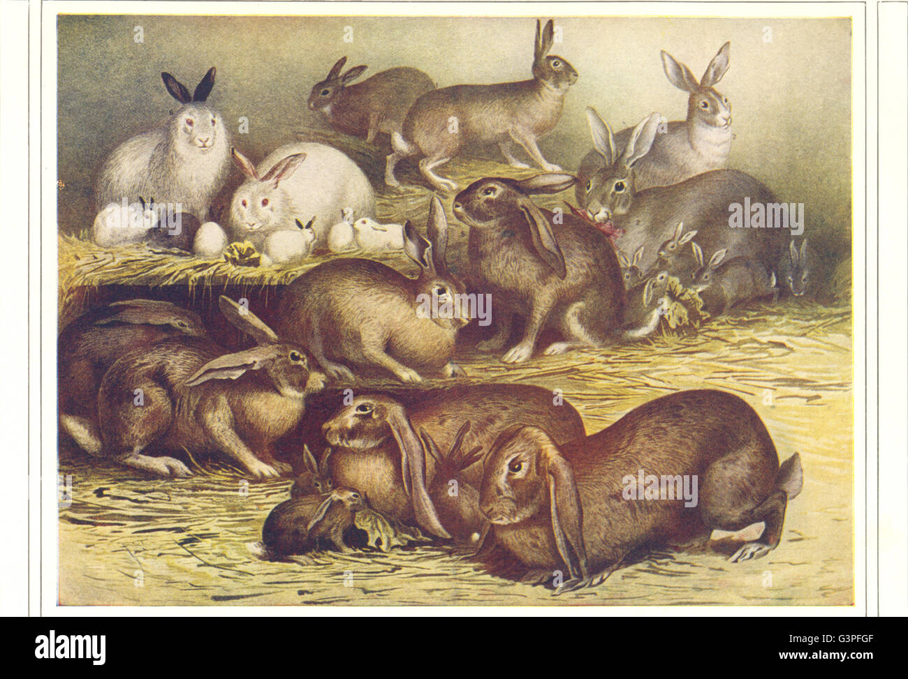 RABBITS: Domestic Rabbit French Lop-Ear Norman Angora (Ankara), old ...