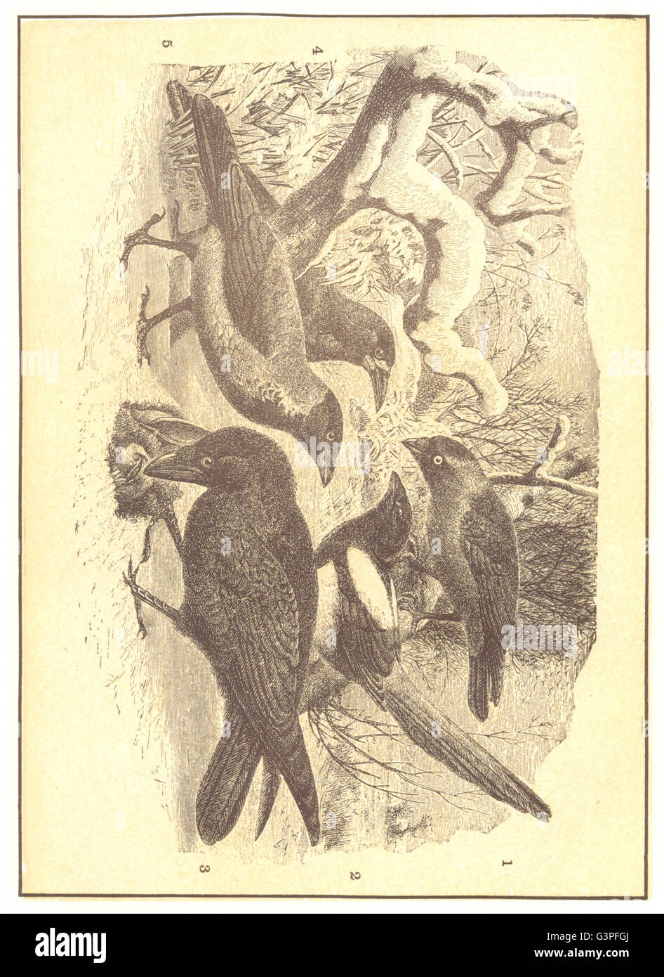 BIRDS: Raven Tribe; 1 Jackdaw; 2 Magpie; 3; 4 Rook; 5 Gray Crow, print 1907 Stock Photo