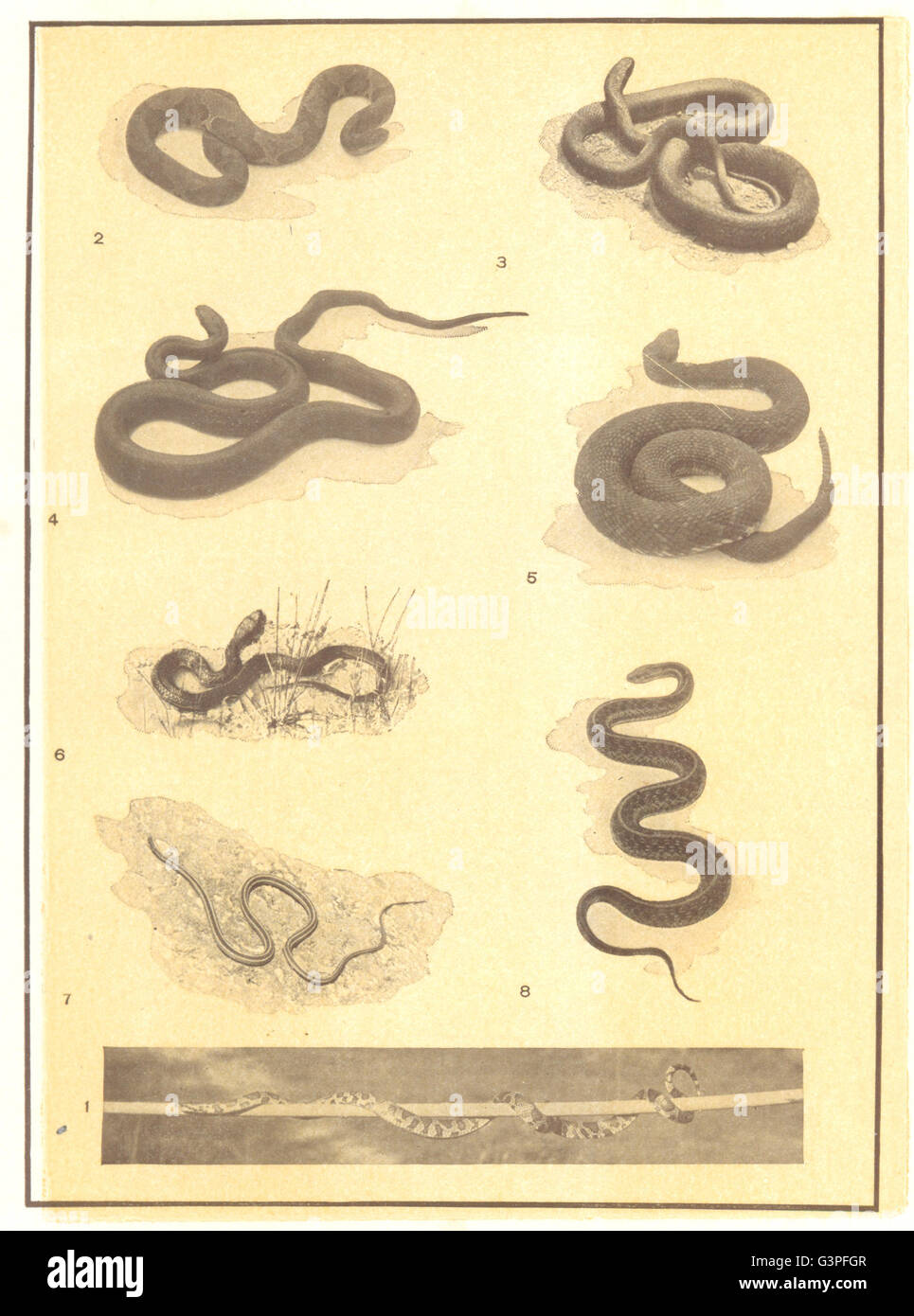 SNAKES: Milk Snake Copperhead Blacksnake Rattlesnake Water Ribbon Garter, 1907 Stock Photo