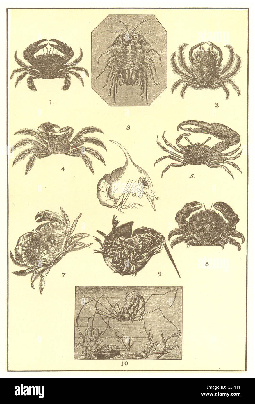 CRABS: Bow Thornback Sand Horseman Fiddler Edible Sponge Horseshoe Spider, 1907 Stock Photo