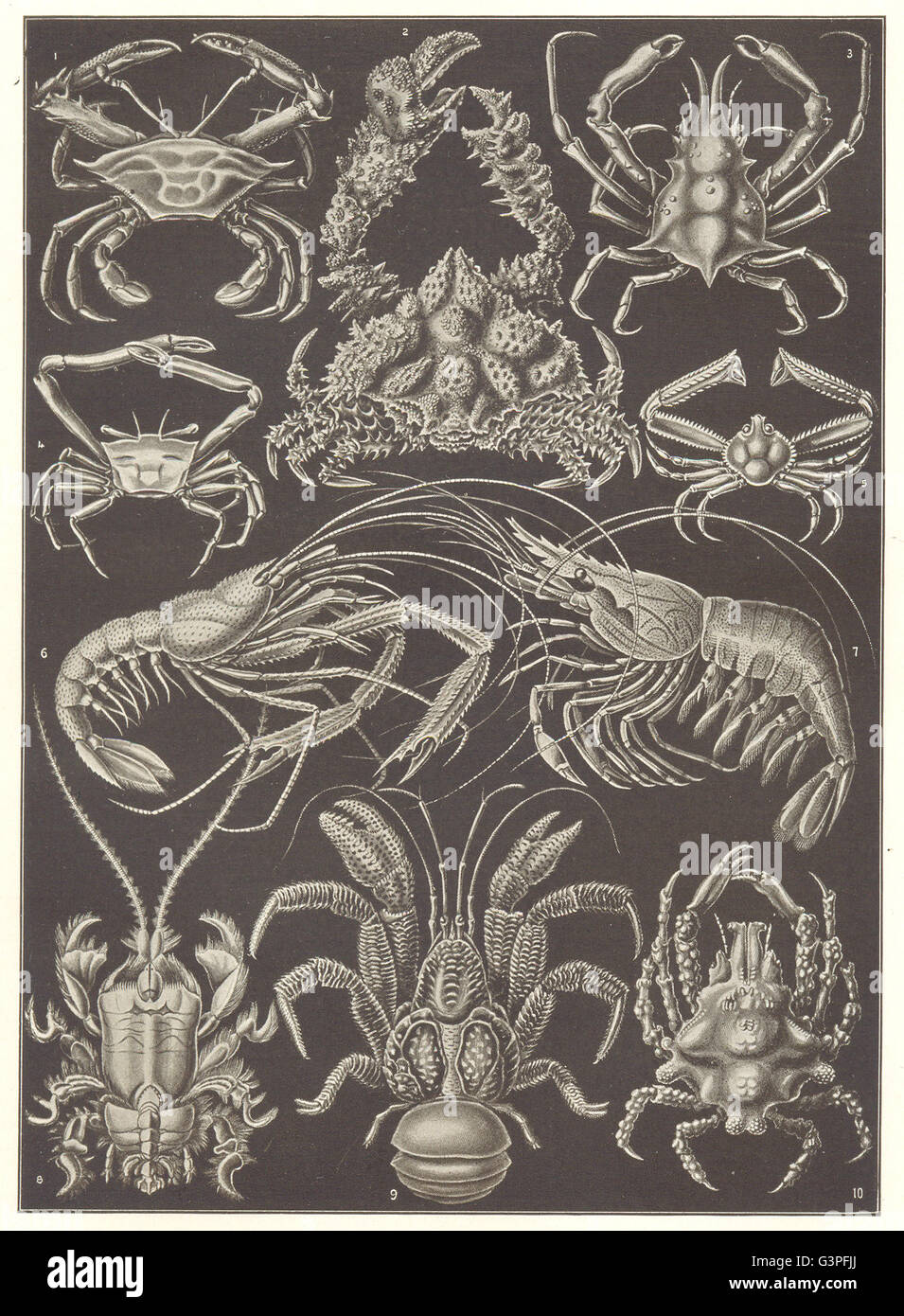 DECAPODS: Edible sping Med Atlantic porcelain coconut purple crab; shrimp, 1907 Stock Photo