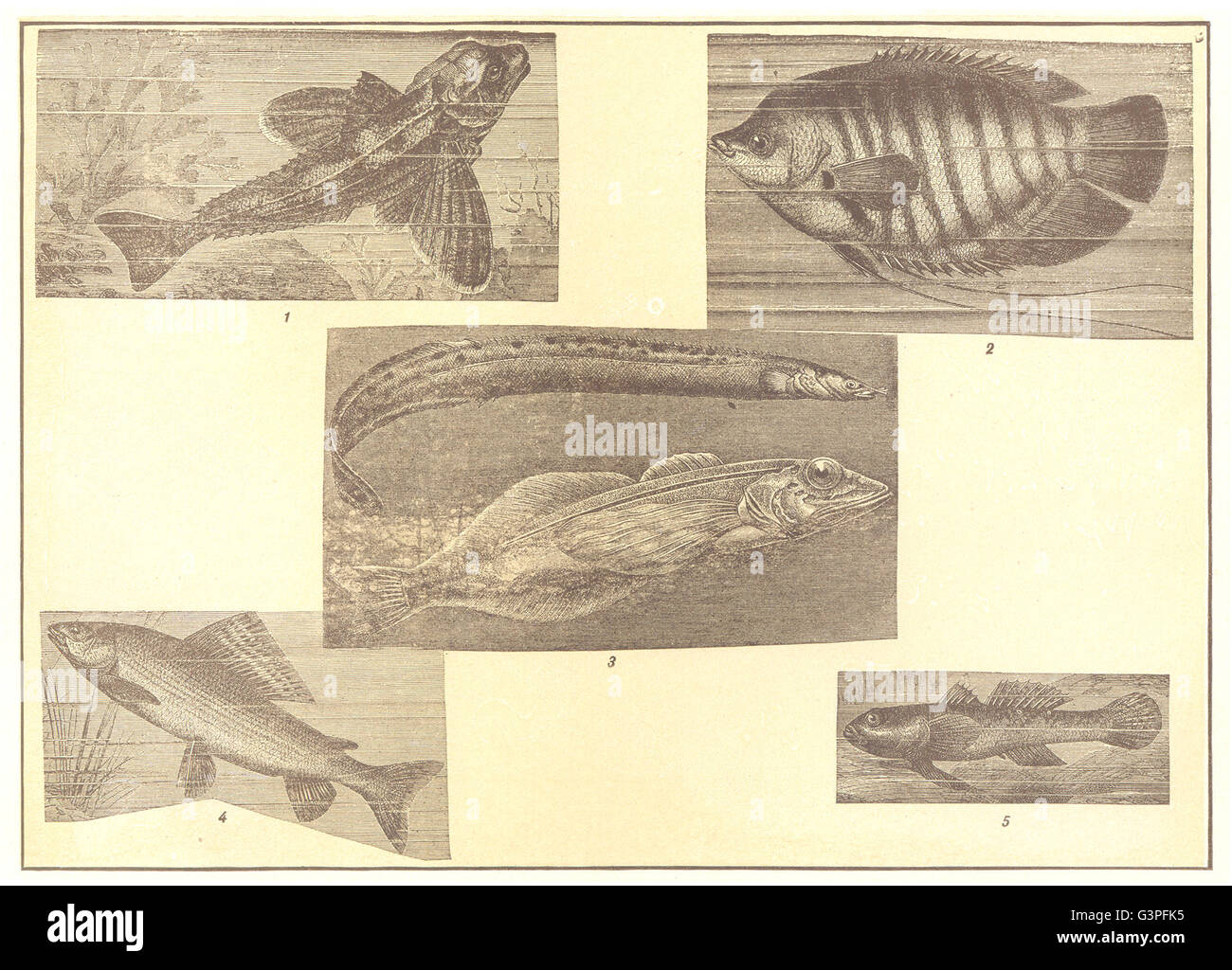 FISH: Gurnard Gourami Spring Eel Golomynka Oilfish Baikal Grayling Goby, 1907 Stock Photo