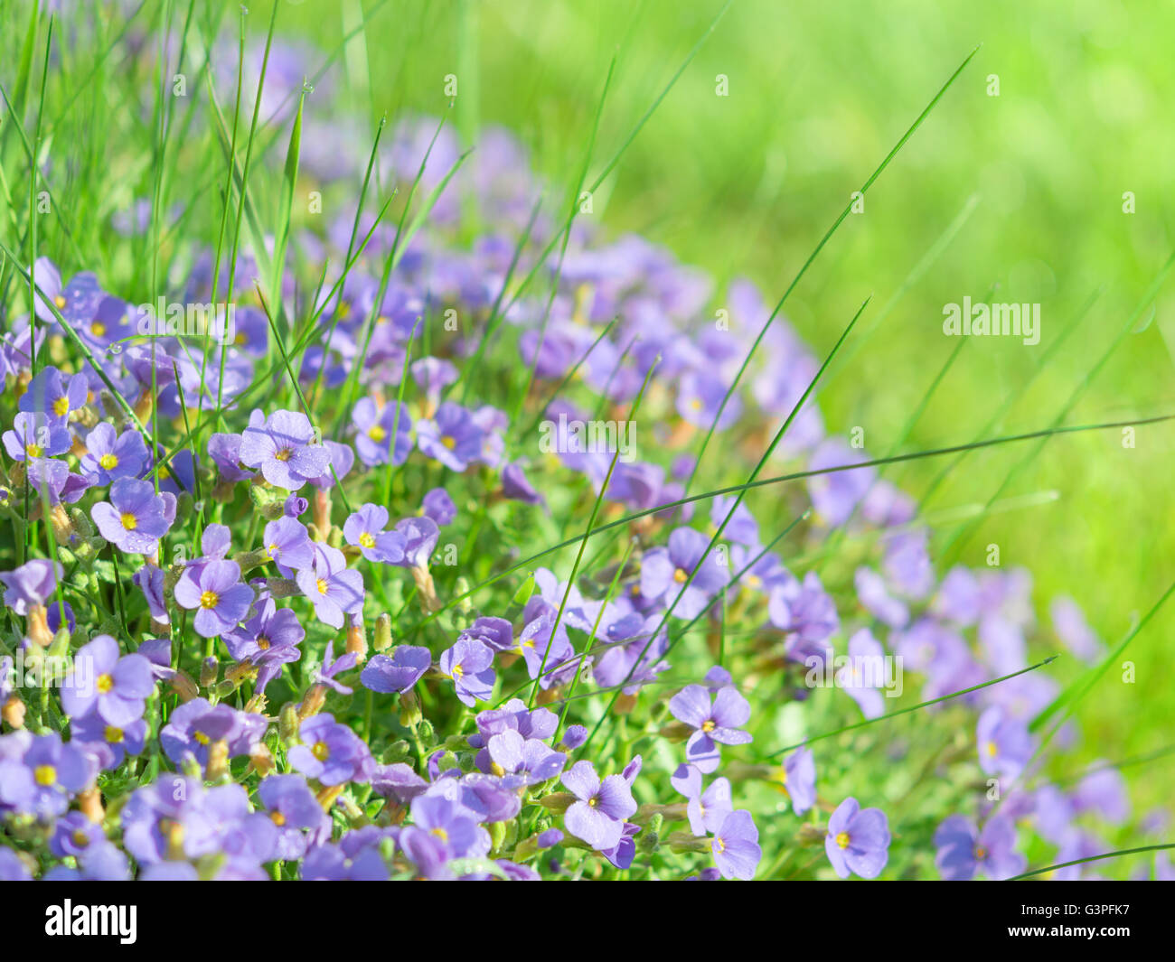 Small blue field flowers on sunlight alpine meadow background stock photo with shallow depth of field Stock Photo