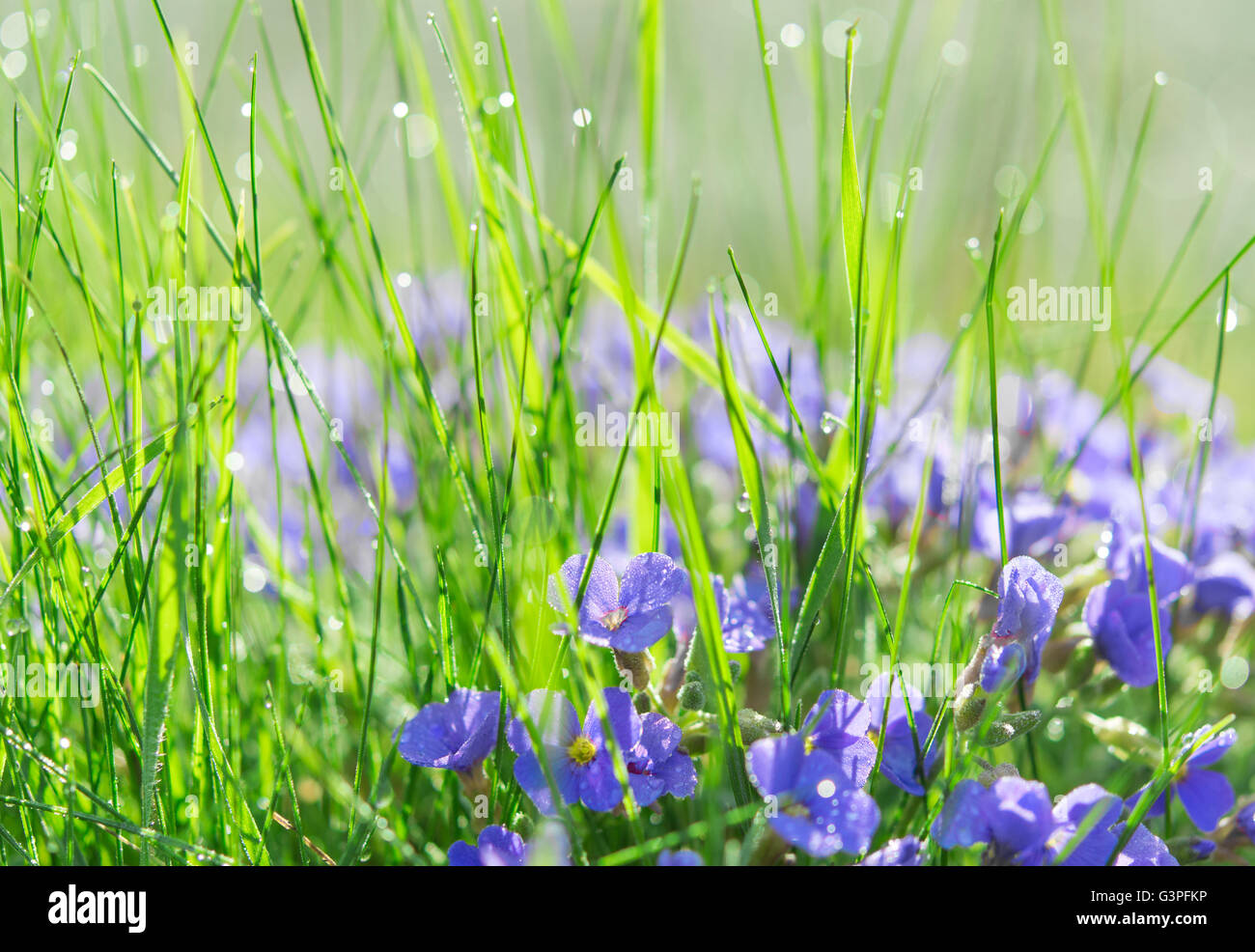Backlit droplets of morning dew on summer sunlit glade with grass and small blue flowers Stock Photo
