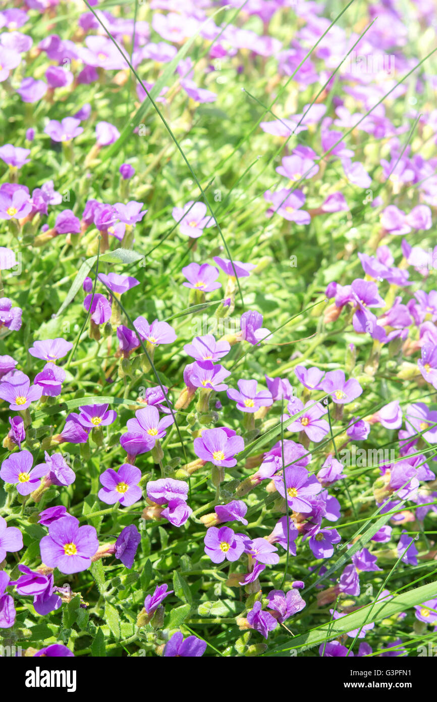 Vertical floral background with small violet Aubrieta flowers and grass in sunshine ornamental garden. Stock Photo