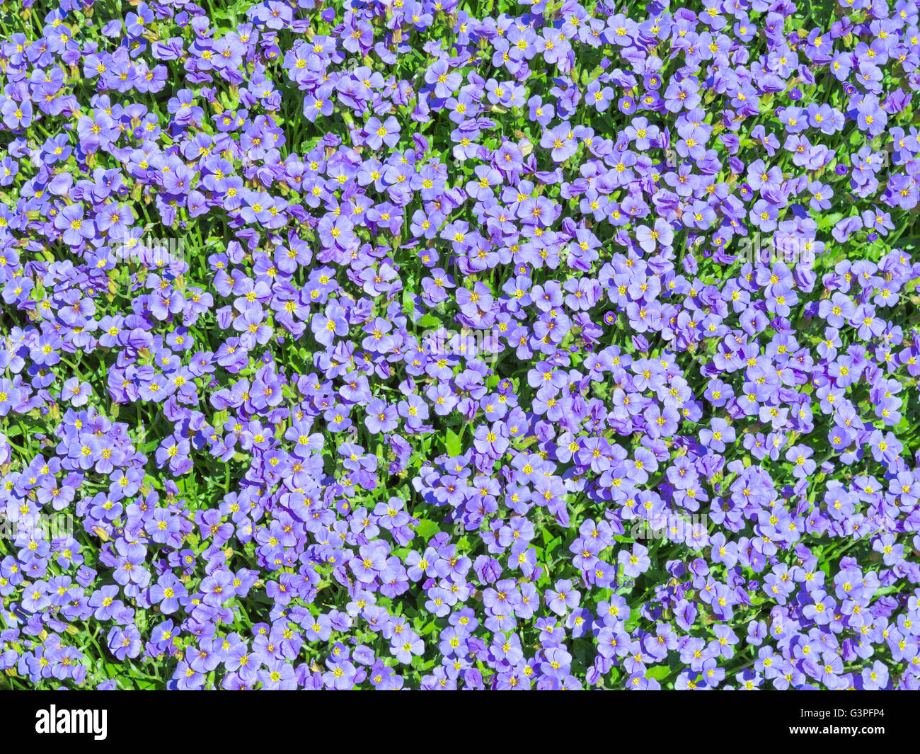 Sunlit flowering meadow with million Aubrieta tiny blue summer flowers background Stock Photo
