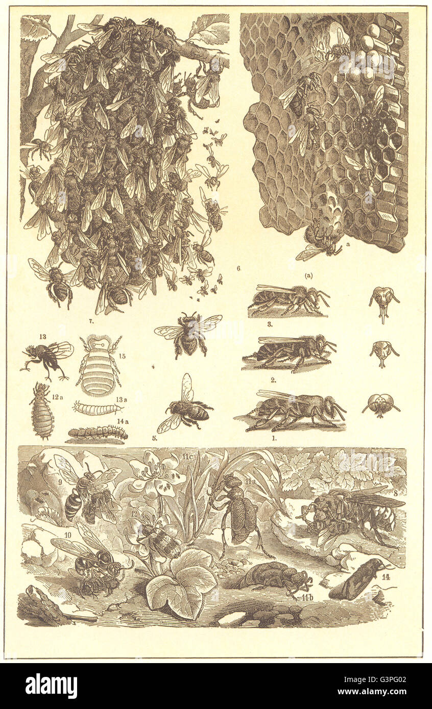BEES: Drone Queen Worker Italian Egyptian Comb swarm Hornet wolf Wasp worm, 1907 Stock Photo