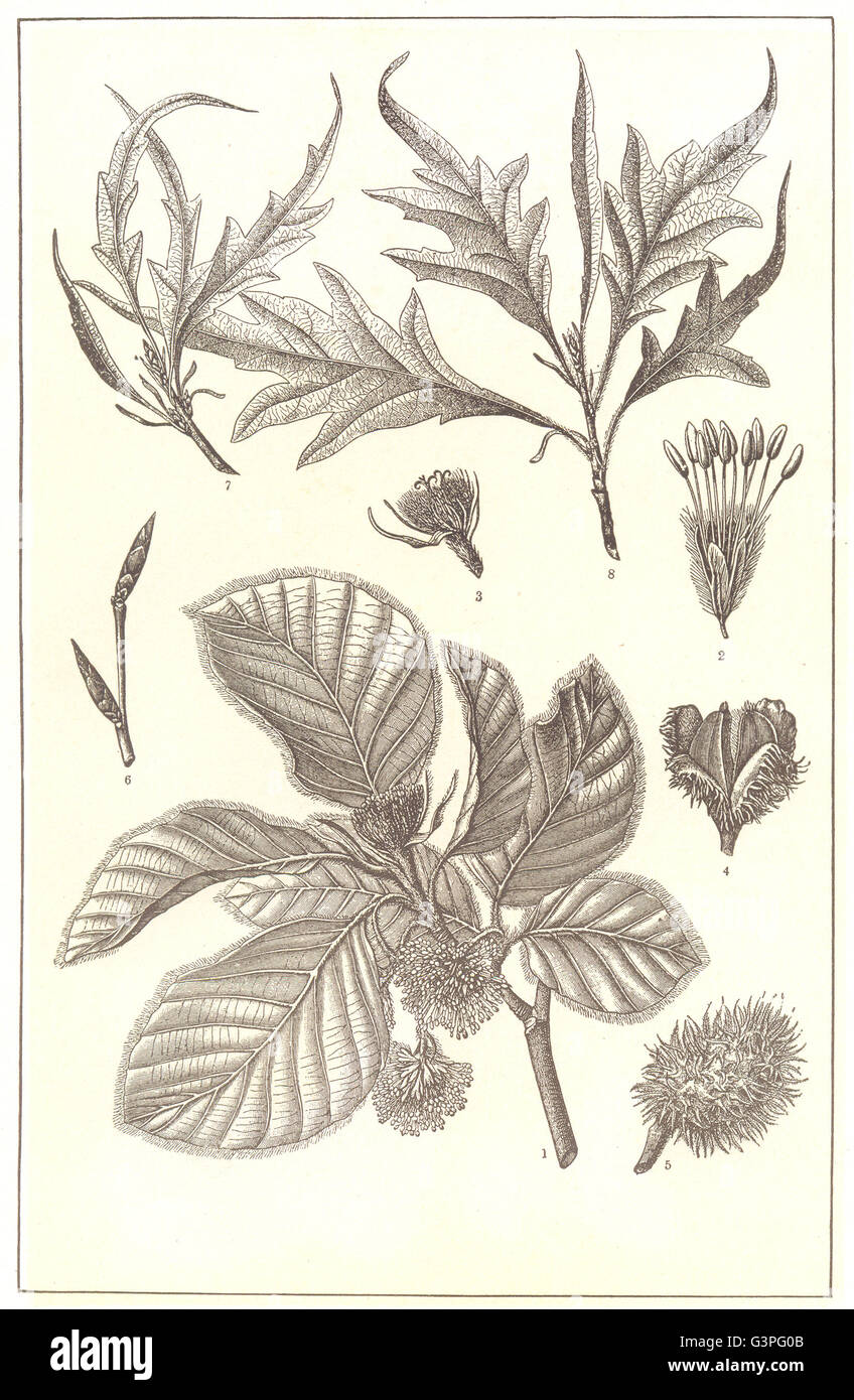 TREES: Beech: Branch; flower; Fruit & case; Twig; varieties, old print 1907 Stock Photo