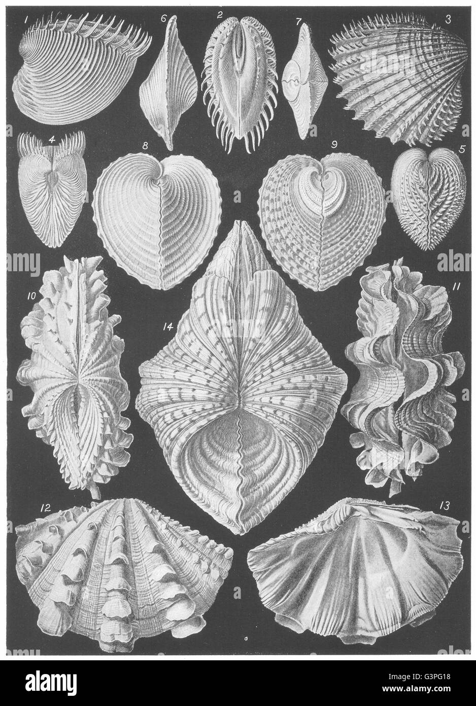 BIVALVE MOLLUSCA: Cytheria dione; Cardium aculeatum; Hemicardium cardissa, 1907 Stock Photo
