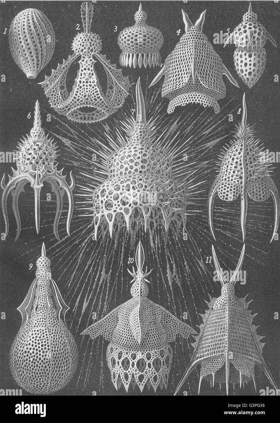 RHIZOPOD:Pterocorys Alacorys Calocyclas Pterocanium Dictyocodon Artopilium, 1907 Stock Photo