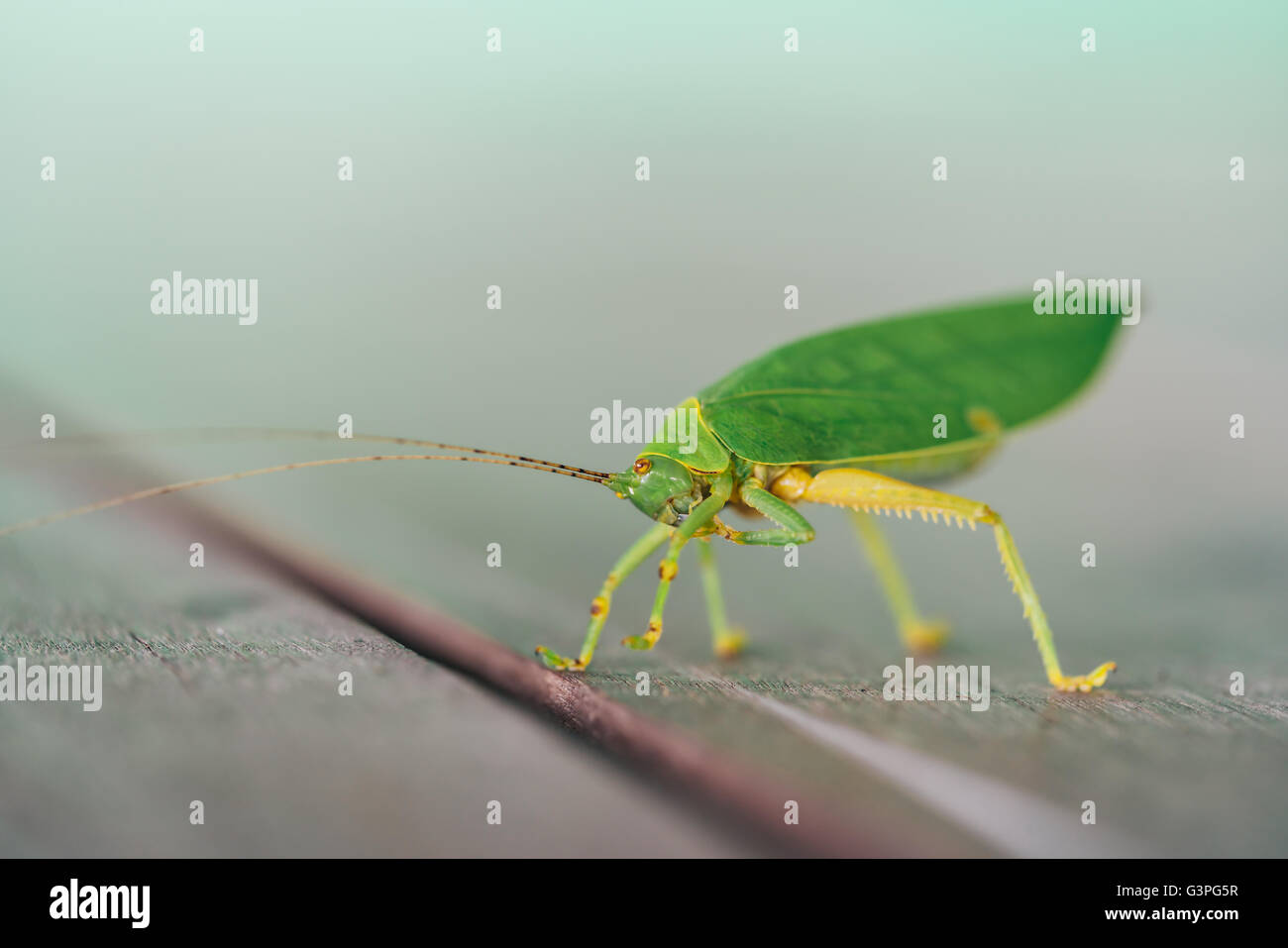 Green bush cricket or long-horned grasshopper licking legs on wooden floor, blur bokeh background with copy space Stock Photo