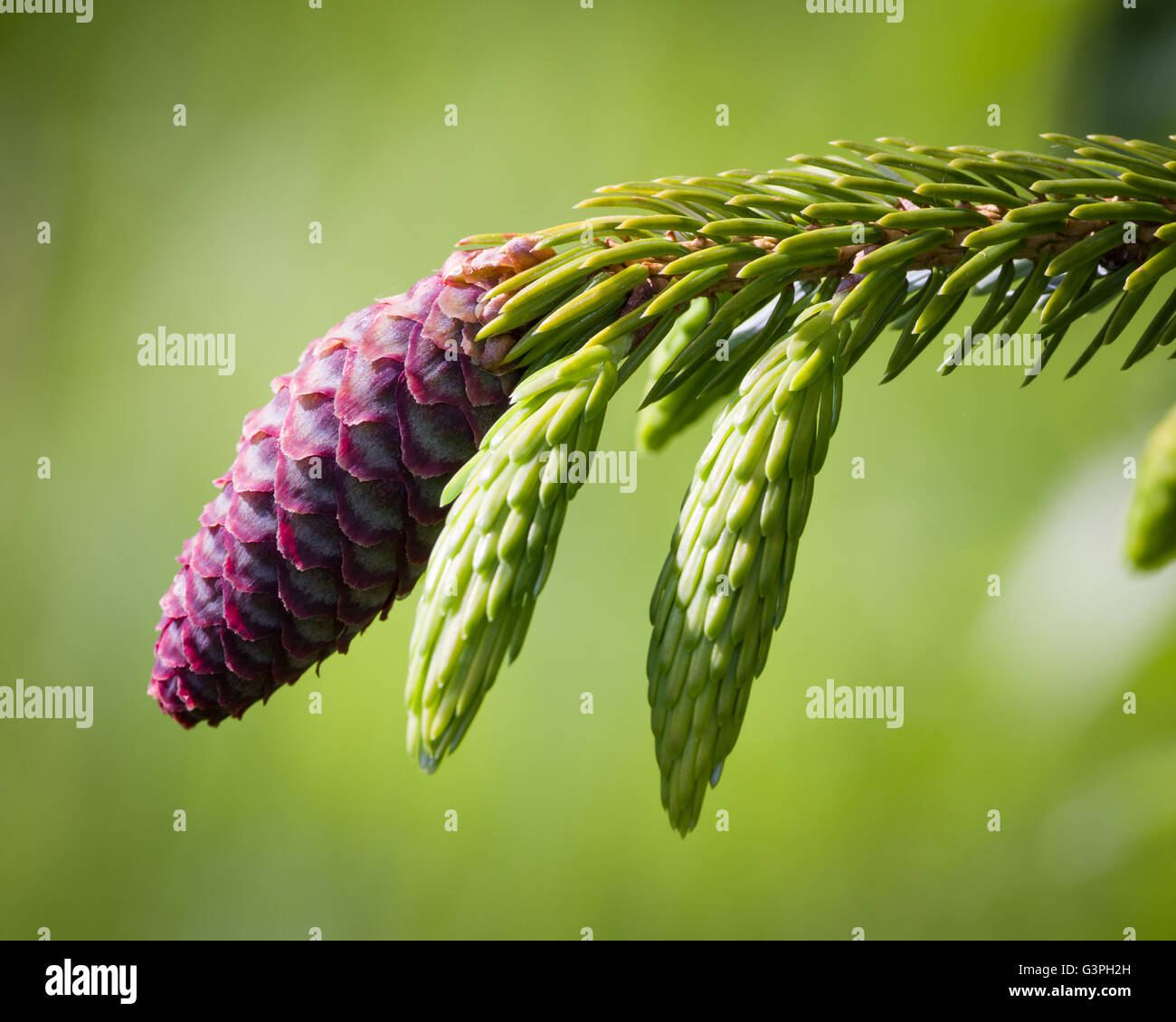 A cone is an organ on plants in the division Pinophyta that contains the reproductive structures. Stock Photo