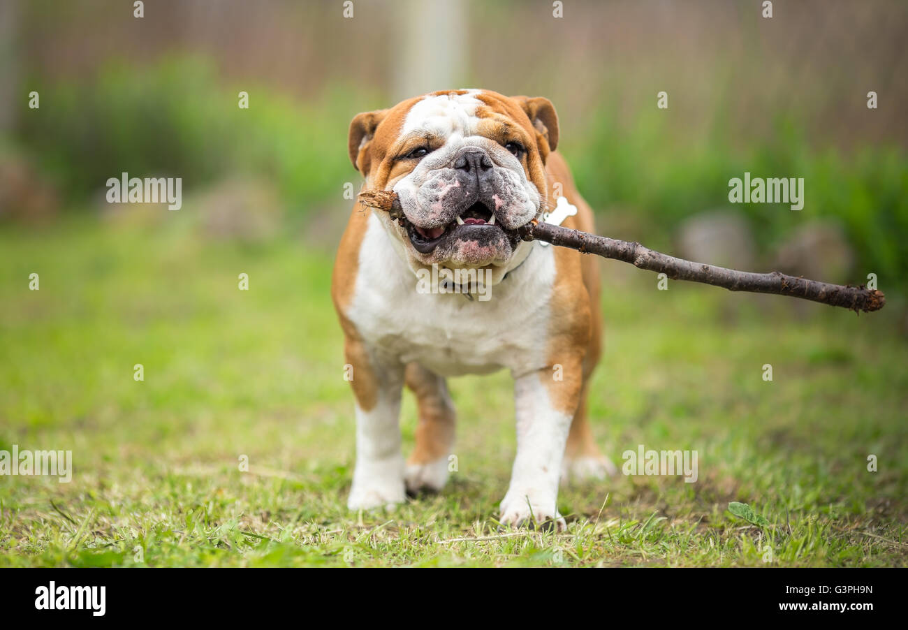 Playing fetch with stick - English Bulldog Stock Photo - Alamy