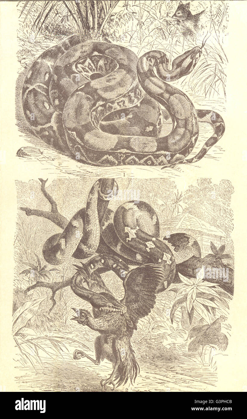 SNAKES: Boas; 1: Boa Constrictor; 2: Dog-Headed(Xiphosoma Caninum), print 1907 Stock Photo