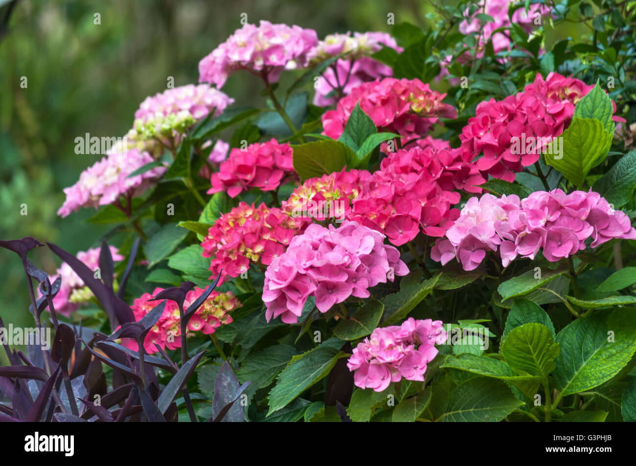 closeup of various flowers of hydrangea pink, red and fuchsia Stock Photo