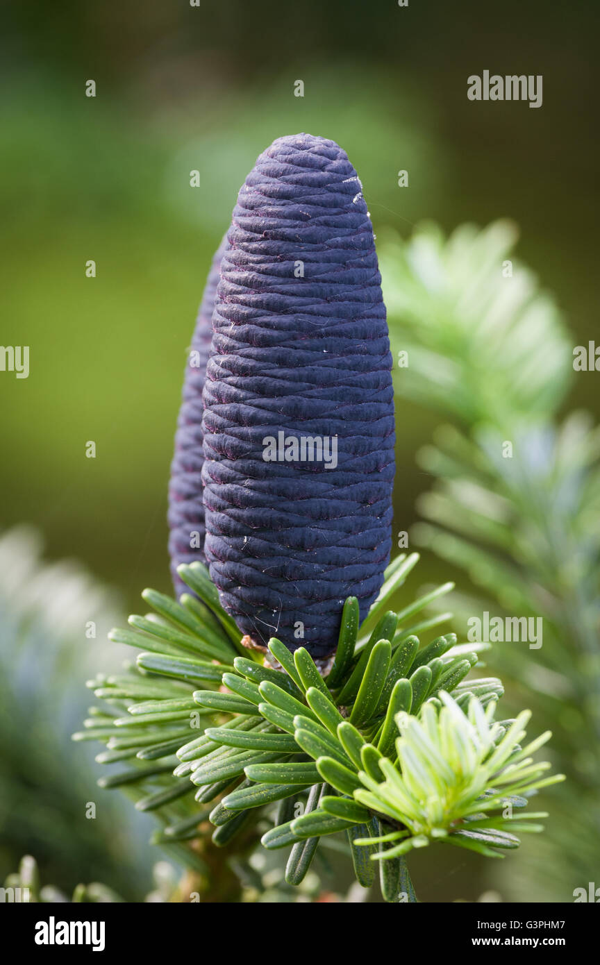 A cone is an organ on plants in the division Pinophyta that contains the reproductive structures. Stock Photo