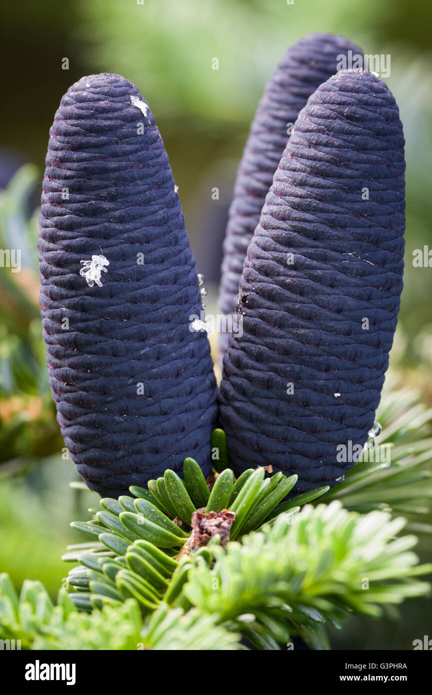 A cone is an organ on plants in the division Pinophyta that contains the reproductive structures. Stock Photo