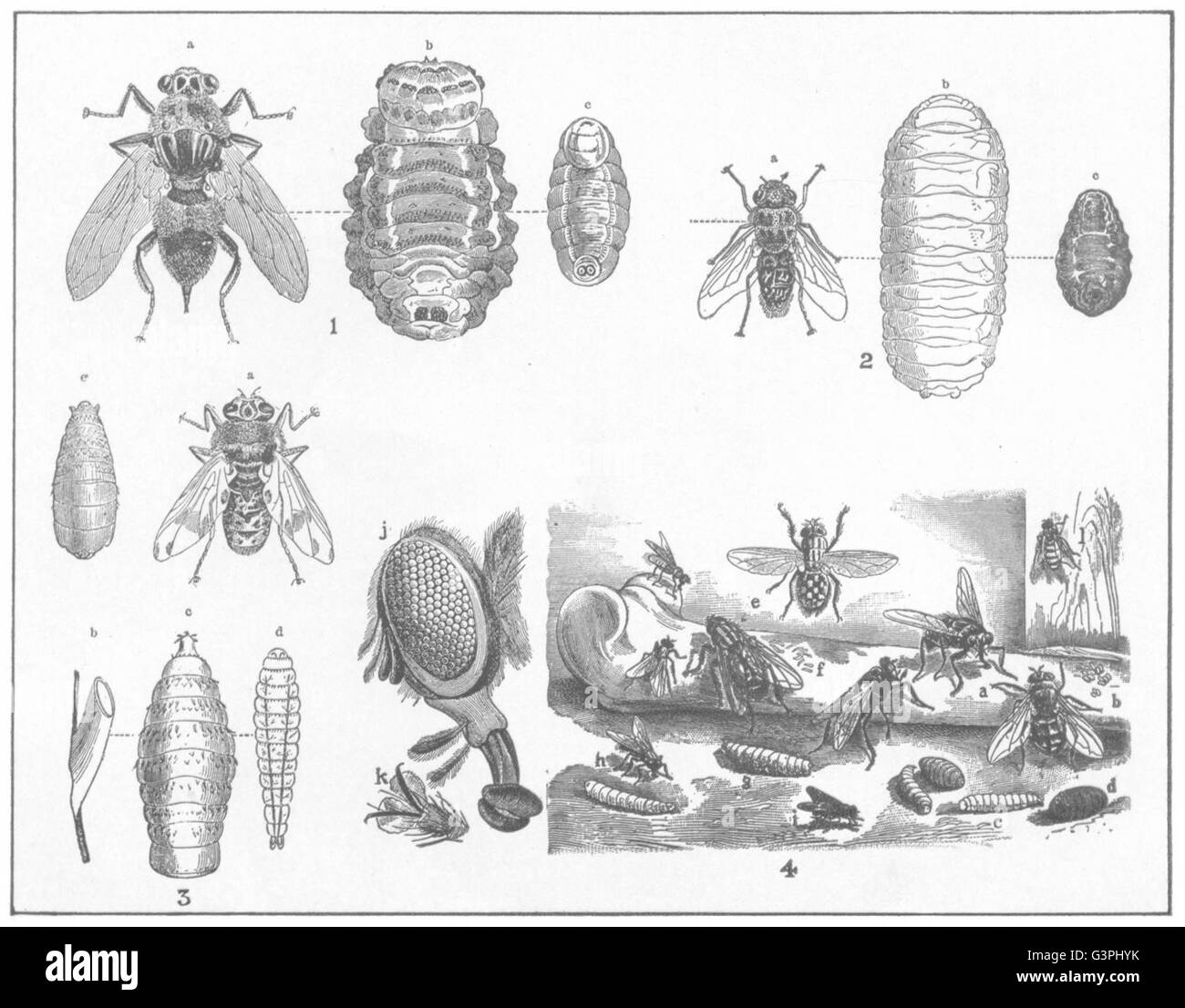BOT BLOW FLIES: Cows fly; Sheep; Horse; Musca vomitoria, antique print 1907 Stock Photo