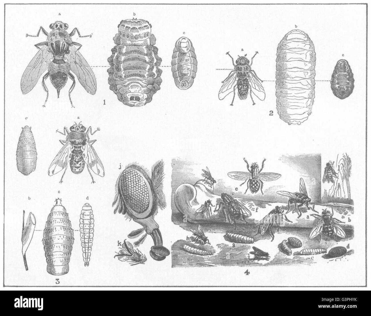 https://c8.alamy.com/comp/G3PHYK/bot-blow-flies-cows-fly-sheep-horse-musca-vomitoria-antique-print-G3PHYK.jpg