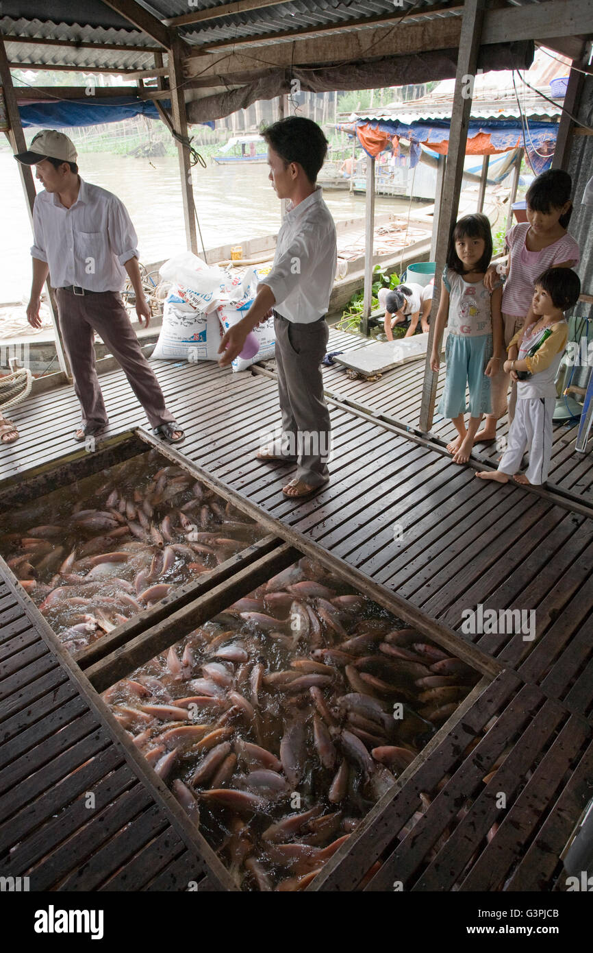 Fish farm with Pangas catfish (Pangasius pangasius), Mekong Delta, South Vietnam, Vietnam, Southeast Asia Stock Photo