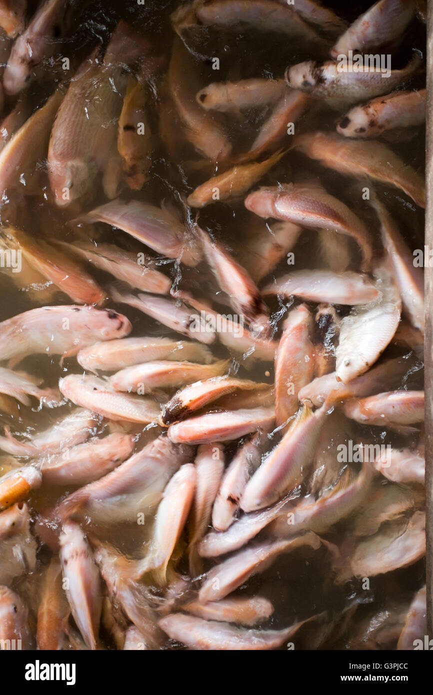 Pangas catfish (Pangasius pangasius), fish farm in the Mekong Delta, South Vietnam, Vietnam, Southeast Asia Stock Photo