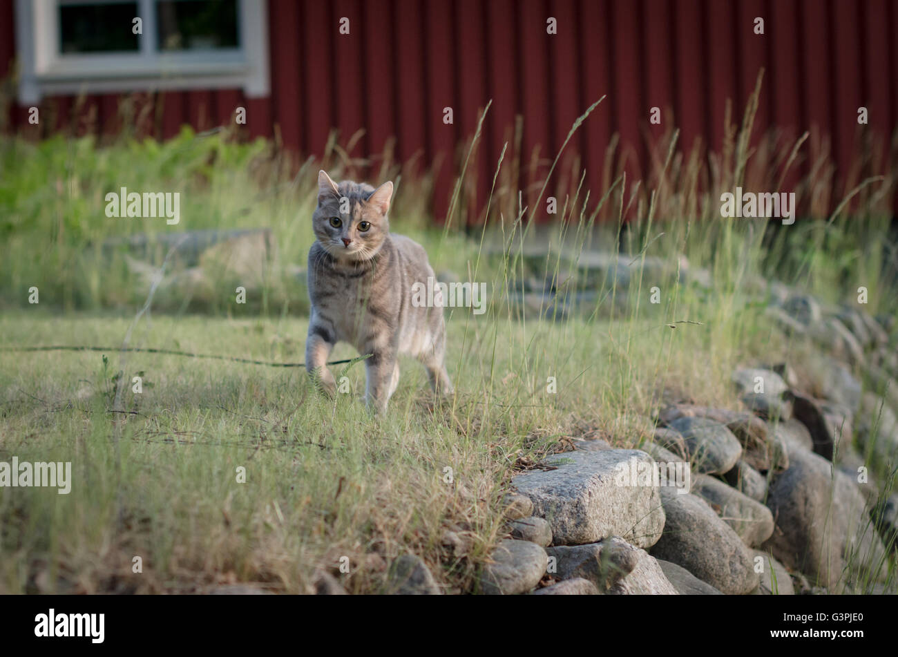 Blue mackerel tabby hires stock photography and images Alamy