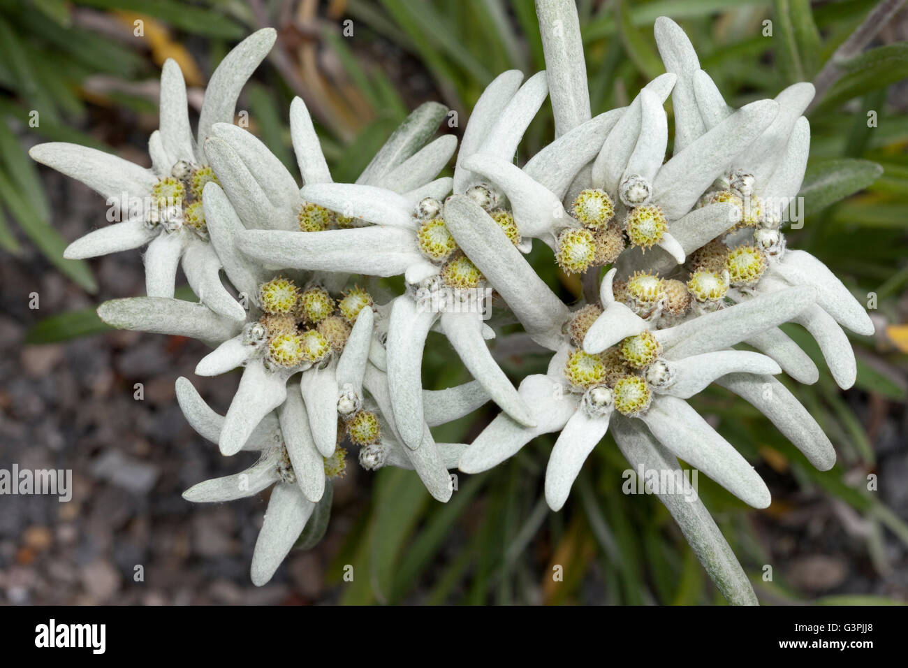 Edelweiss (Leontopodium alpinum), Westphalia Park, Dortmund, Ruhr Area, North Rhine-Westphalia Stock Photo
