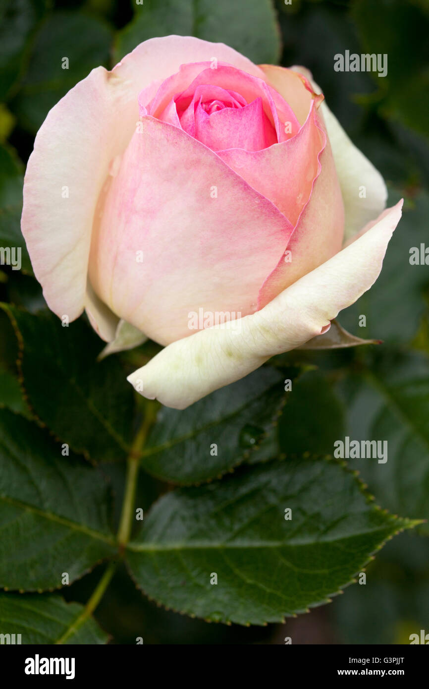 Shrub Rose, Eden Rose 85 (Rosa), Westphalia Park, Dortmund, Ruhr Area, North Rhine-Westphalia Stock Photo