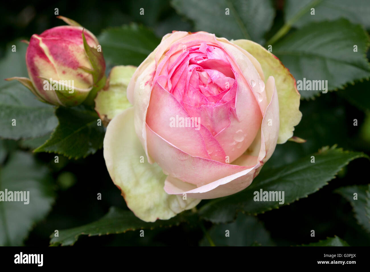 Shrub Rose, Eden Rose 85 (Rosa), Westphalia Park, Dortmund, Ruhr Area, North Rhine-Westphalia Stock Photo