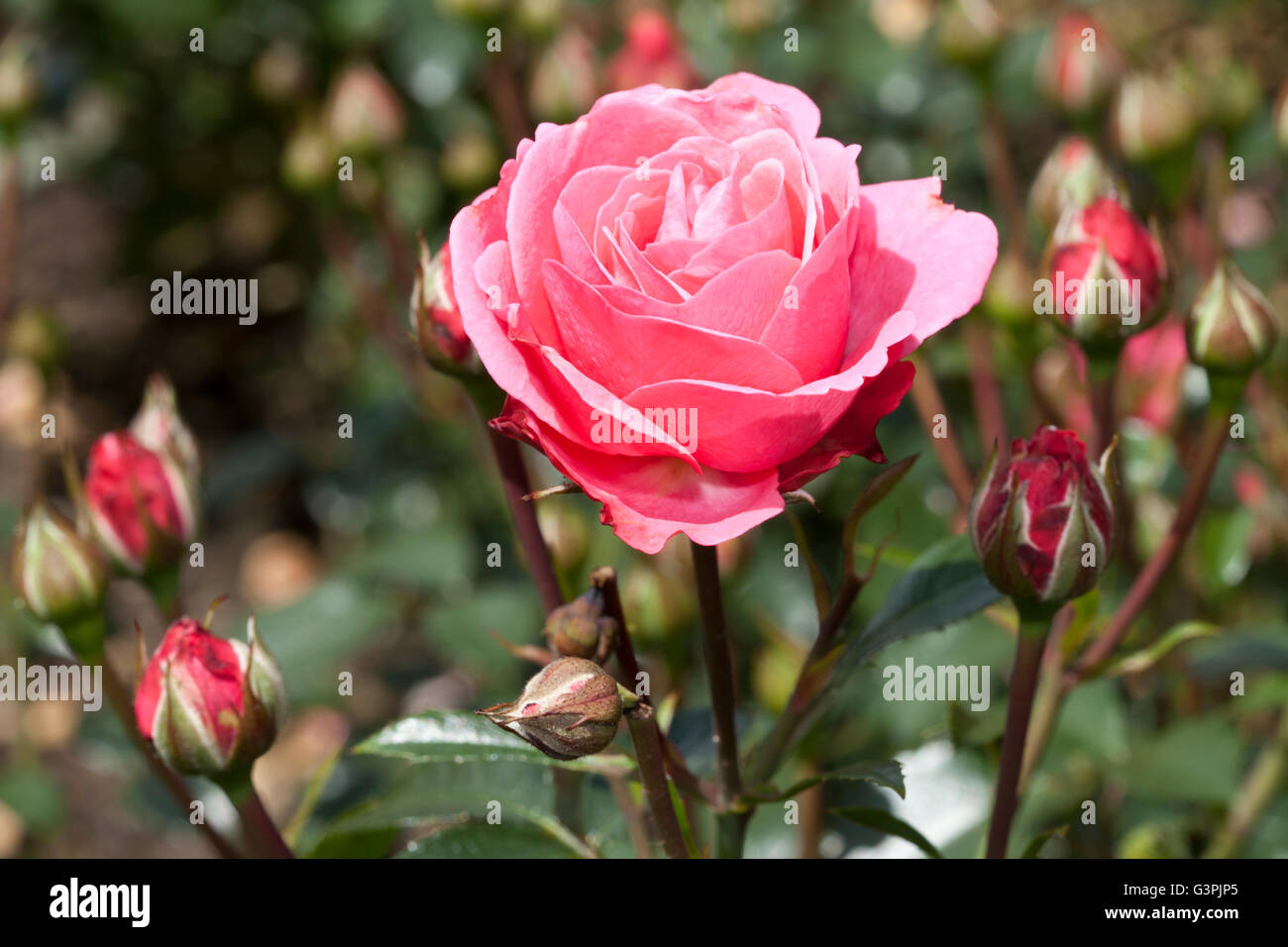 Floribunda, rose (Rosa), 'Bella Rosa', Westfalenpark, Dortmund, North Rhine-Westphalia Stock Photo