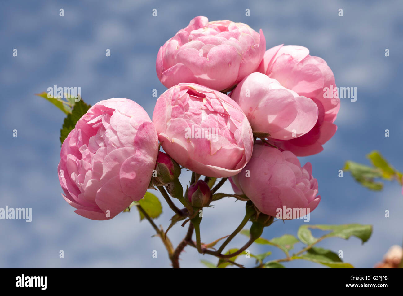 Climbing rose (Rosa), 'Raubritter', Westfalenpark, Dortmund, North Rhine-Westphalia Stock Photo