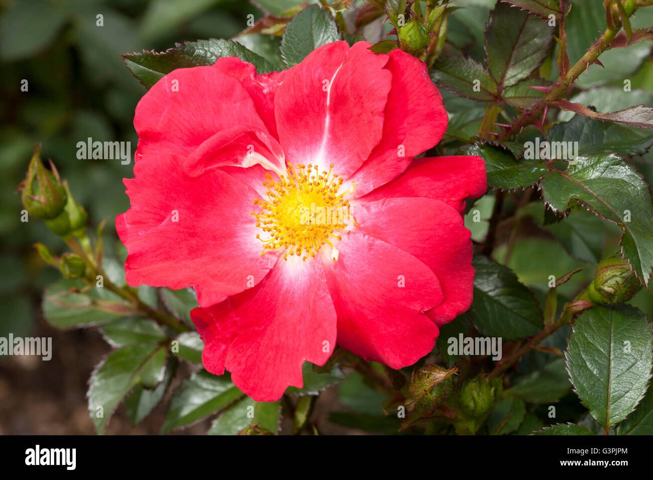 Floribunda, rose (Rosa), "Pink Hedge", Westfalenpark, Dortmund, North Rhine-Westphalia Stock Photo