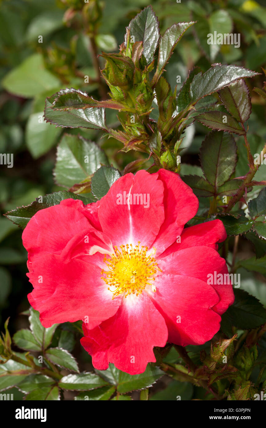 Floribunda, rose (Rosa), 'Pink Hedge', Westfalenpark, Dortmund, North Rhine-Westphalia Stock Photo