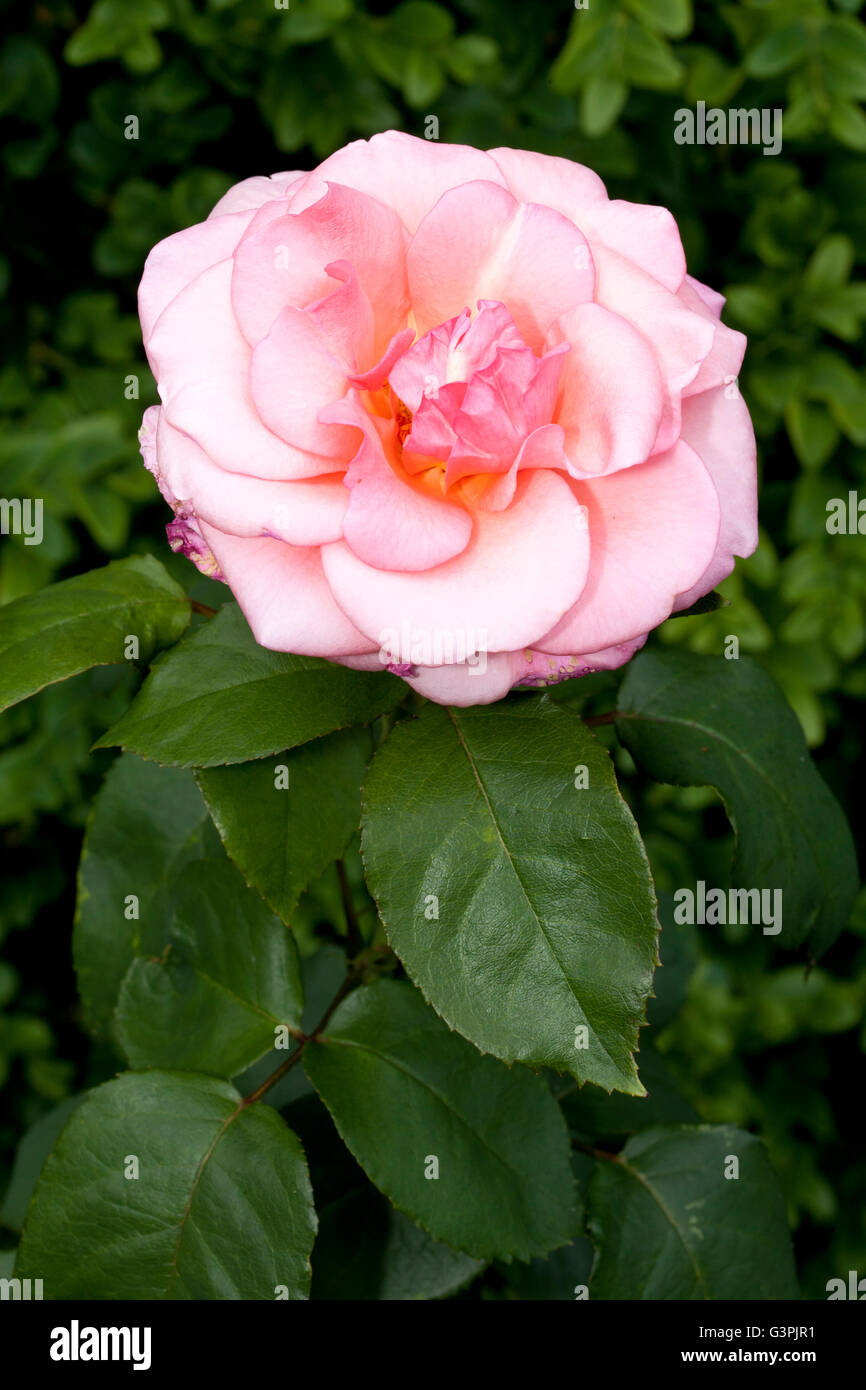 Hybrid tea rose (Rosa), 'Sylvia', Westfalenpark, Dortmund, North Rhine-Westphalia Stock Photo